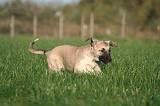 KANGAL 146